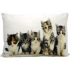 Coussin chats 50x35cm