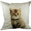 Coussin Chat tigré 50x50 cm