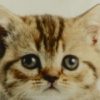 Coussin Chat tigré 50x50 cm – Image 2
