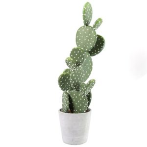 CACTUS IVALYN L - Nouveaux produits