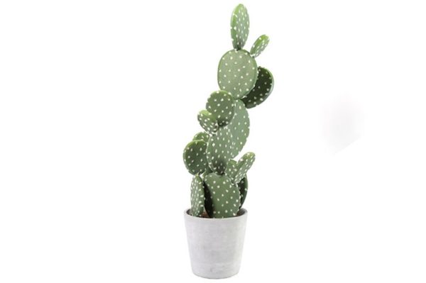 CACTUS IVALYN L - Cactus Ivalyn 62 cm