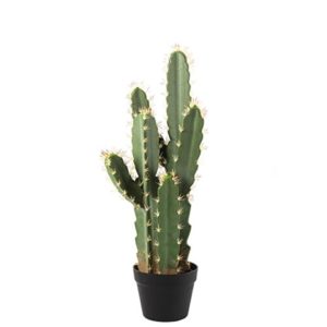 CACTUS JAYME S - Nouveaux produits