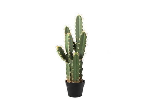 CACTUS JAYME S - Cactus Jayme 70 cm