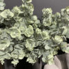 Branche Eucalyptus 60 cm artificiel – Image 2
