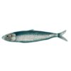 Plat sardine Chehoma