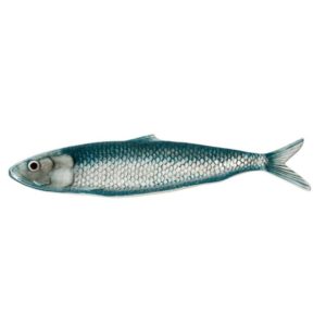 plateau sardine bleue 2 - Meilleures ventes