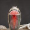 Sulfure Méduse rouge – Image 2