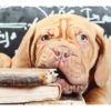 Coussin chien 35 x 50 cm Dogue de Bordeaux – Image 2